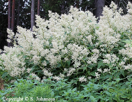 Aconogonon polymorphum 'Johanniswolke' idnröyhytatar